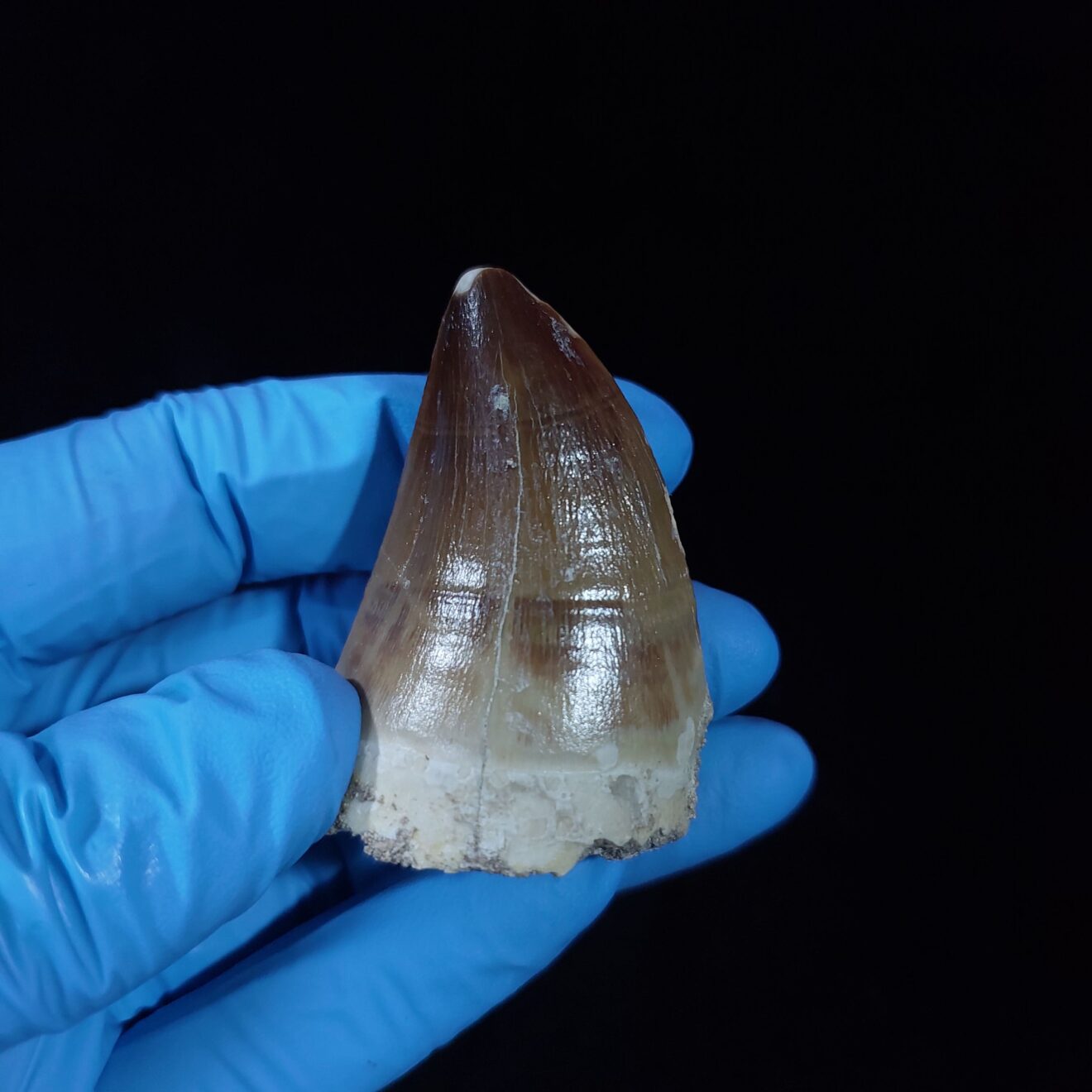 2 Unique Mosasaurus Tooth Specimen For Sale Authentic Fossil FossilPaleo