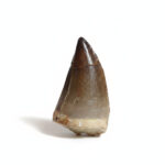 2.4" Original Mosasauridae Tooth Fossilized Cretaceous Fossilien