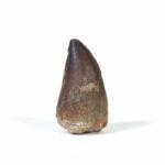 2.3" Great Mosasaur Fossil Tooth Cretaceous 66 Million years Old