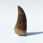 mosasaurus tooth for sale