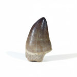 2" Prehistoric Mosasaurus tooth authentic fossil dinosaur