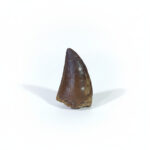 5 cm Top Collectible Mosasaurus tooth fossilized Dinosaur meg