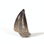 2.2" Genuine Mosasaurus tooth jurassic World Fossilized
