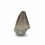 1.9" Mosasaur tooth fossil Late Cretaceous Dinosaur