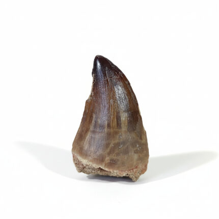 Mosasaurus tooth for sale
