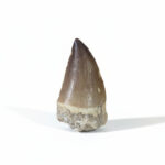 2.2" High-quality Mosasaurus tooth Prognathodon Fossilized