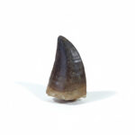 2.1" Prehistoric Mosasaurus tooth Fossil Cretaceous Morocco