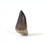 2.4" Mosasaur Tooth Fossilized Cretaceous 66 million years old