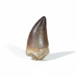 2.4" Authentic Mosasaurus tooth Fossilized Dinosaur Paleo