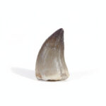 Mosasaurus tooth