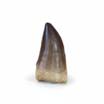 2.36" Huge Mosasaur Tooth Rare Fossil Dinosaur Cretaceous - Image 13