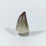 2.1" Awesome Mosasaur Tooth Rare Fossil Prognathodon Anceps