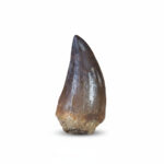 mosasaurus tooth