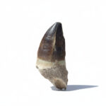 2.6" Huge Mosasaurus Tooth Fossil Paleontologgy dinosaur