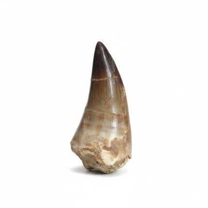 mosasaurus tooth for sale