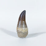 2.6" Big Fossil Tooth Mosasaur Teeth Dinosaur Cretaceous