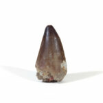 mosasaurus tooth for sale