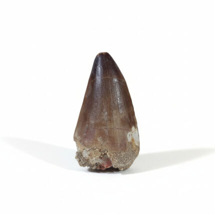 mosasaurus tooth for sale