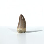 2.2" Top Rare Mosasaur Fossil Tooth Paleontology Dinosaur
