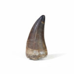 2.37" Awesome Mosasaur Tooth Fossil 66 million years old - Image 15