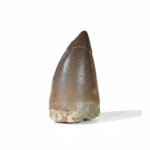 2.3" Nice Mosasaur Prognathodon Tooth Authentic Fossils Museum