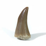 mosasaurus tooth for sale