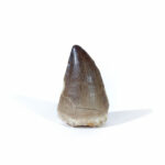 1.9" Mosasaurus Tooth Fossil Cretaceous Prognathodon