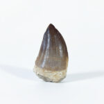 mosasaurus tooth for sale