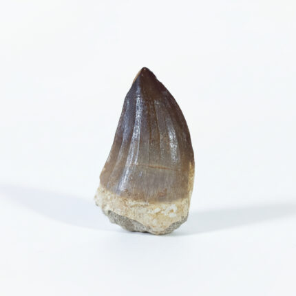 mosasaurus tooth for sale