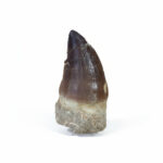 2.4" Genuine Mosasaurus tooth specimen Dino Fossil