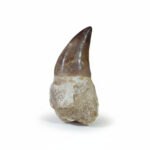 mosasaurus tooth for sale