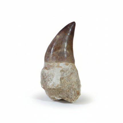 mosasaurus tooth for sale