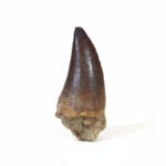 2.1" Real Mosasaurus Tooth Cretaceous Fossil Kem Kem