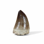 1.95" Top Rare Fossil Mosasaur Tooth Best quality Dinosaur
