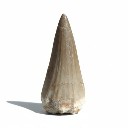 mosasaurus tooth for sale