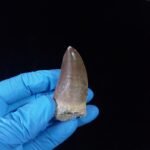 2.2" Top Rare Mosasaur Fossil Tooth Paleontology Dinosaur - Image 2