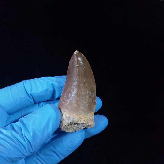 2.2" Top Rare Mosasaur Fossil Tooth Paleontology Dinosaur - Image 2