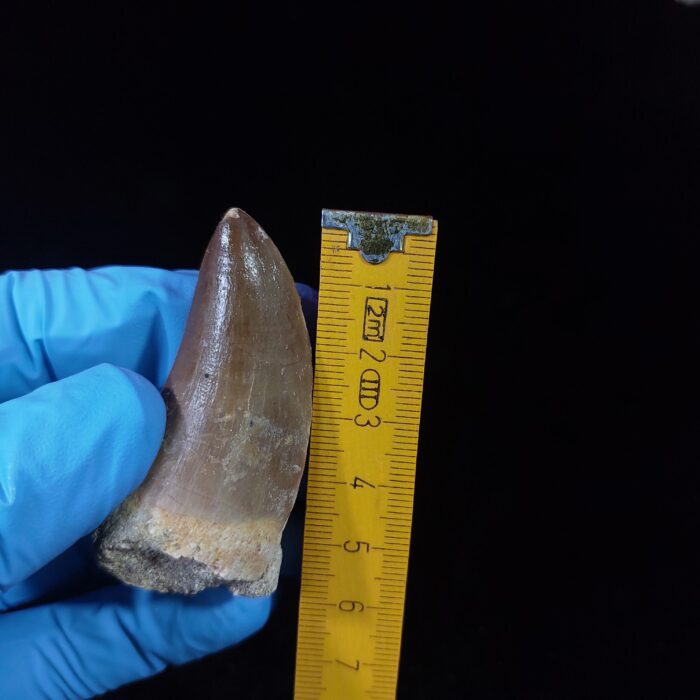 2.2" Top Rare Mosasaur Fossil Tooth Paleontology Dinosaur - Image 11