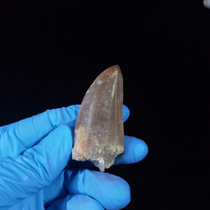 2.2" Top Rare Mosasaur Fossil Tooth Paleontology Dinosaur - Image 3