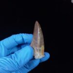 2.2" Top Rare Mosasaur Fossil Tooth Paleontology Dinosaur - Image 4