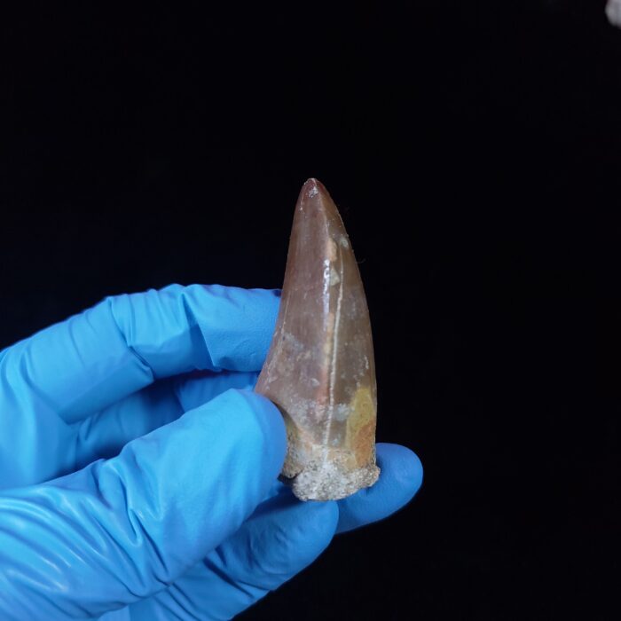 2.2" Top Rare Mosasaur Fossil Tooth Paleontology Dinosaur - Image 4
