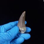 2.2" Top Rare Mosasaur Fossil Tooth Paleontology Dinosaur - Image 5
