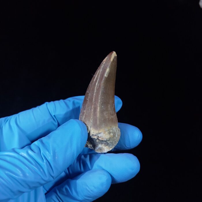 2.2" Top Rare Mosasaur Fossil Tooth Paleontology Dinosaur - Image 5