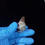 2.2" Top Rare Mosasaur Fossil Tooth Paleontology Dinosaur - Image 6