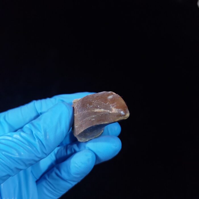 2.2" Top Rare Mosasaur Fossil Tooth Paleontology Dinosaur - Image 7