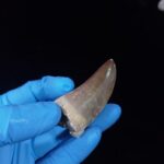 2.2" Top Rare Mosasaur Fossil Tooth Paleontology Dinosaur