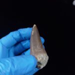 2.2" Top Rare Mosasaur Fossil Tooth Paleontology Dinosaur - Image 9