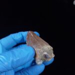 2.2" Top Rare Mosasaur Fossil Tooth Paleontology Dinosaur - Image 10