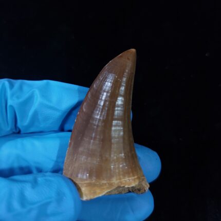 2" Rare Hainosaurus Fossil Tylosaur Tooth fossilized Dinosaur