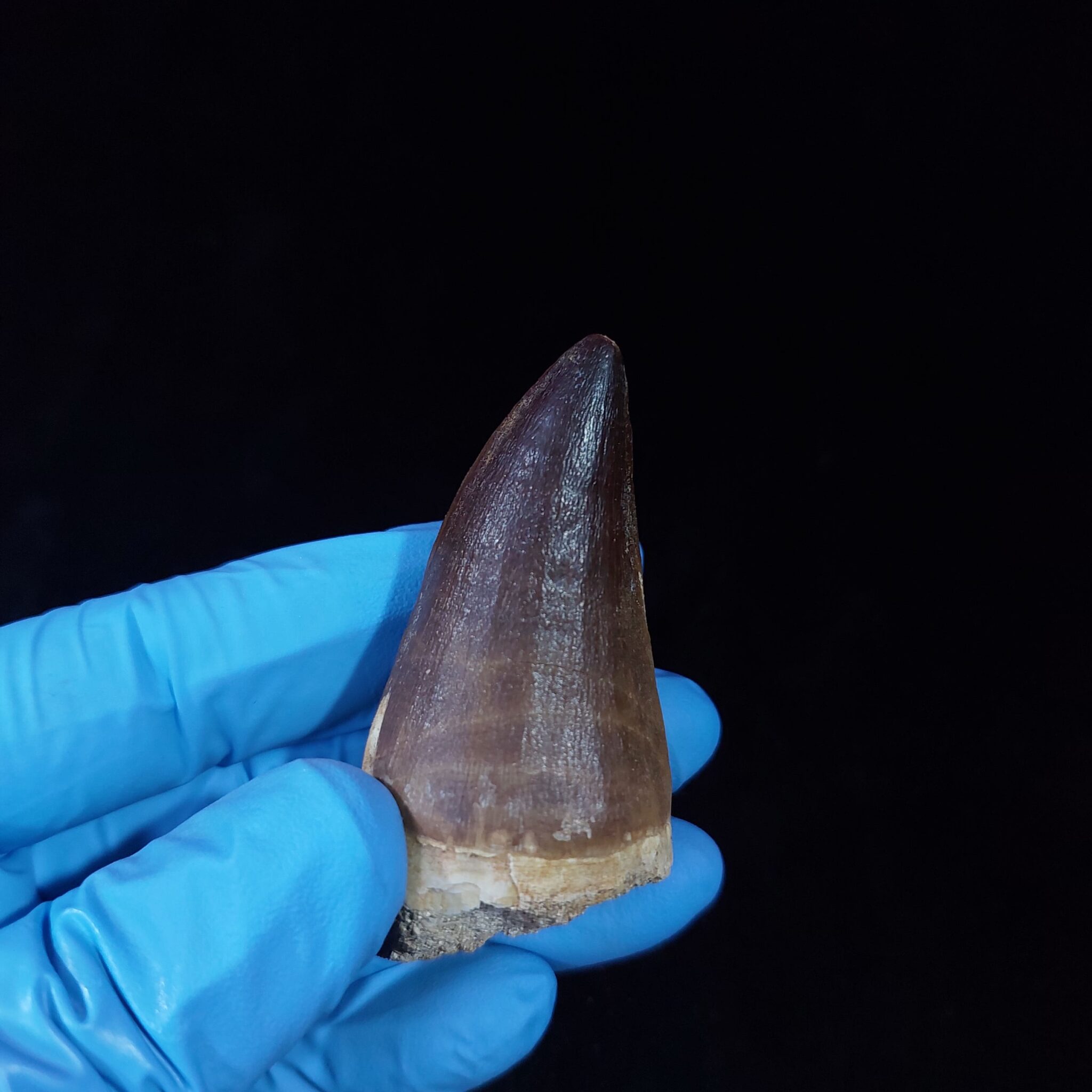 Mosasaur Tooth Real Fossil Authentic Dinosaur Tooth Gift FossilPaleo 